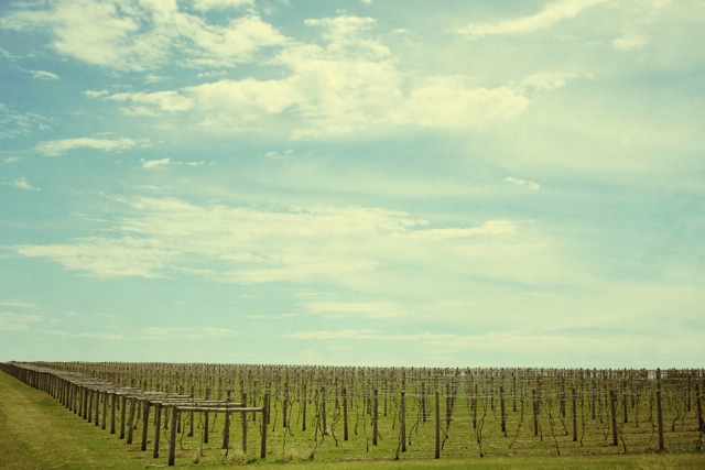 Soldier Creek Winery vineyard rows under a bright blue sky