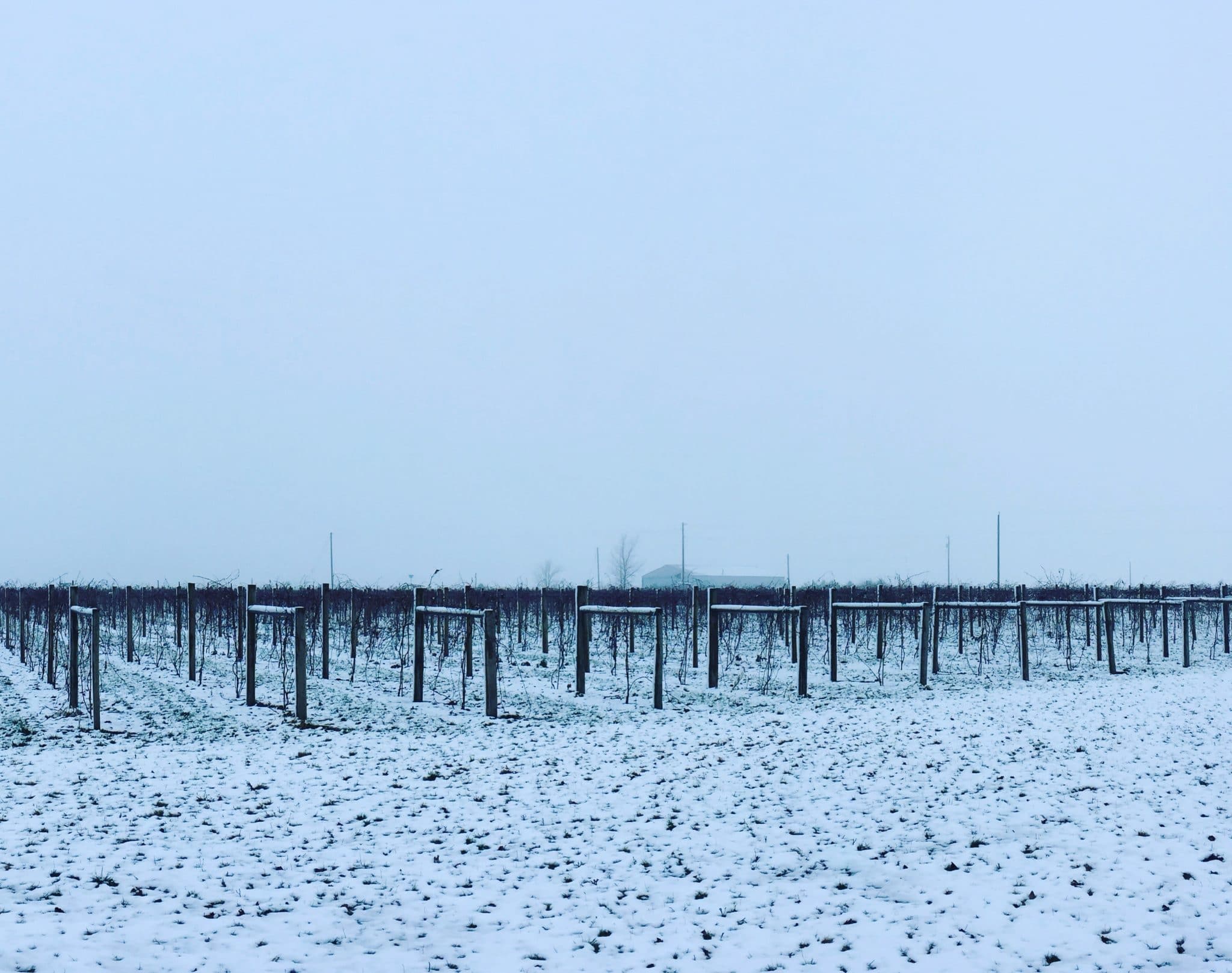 Vineyard rows under a gray winter sky with snow on the ground
