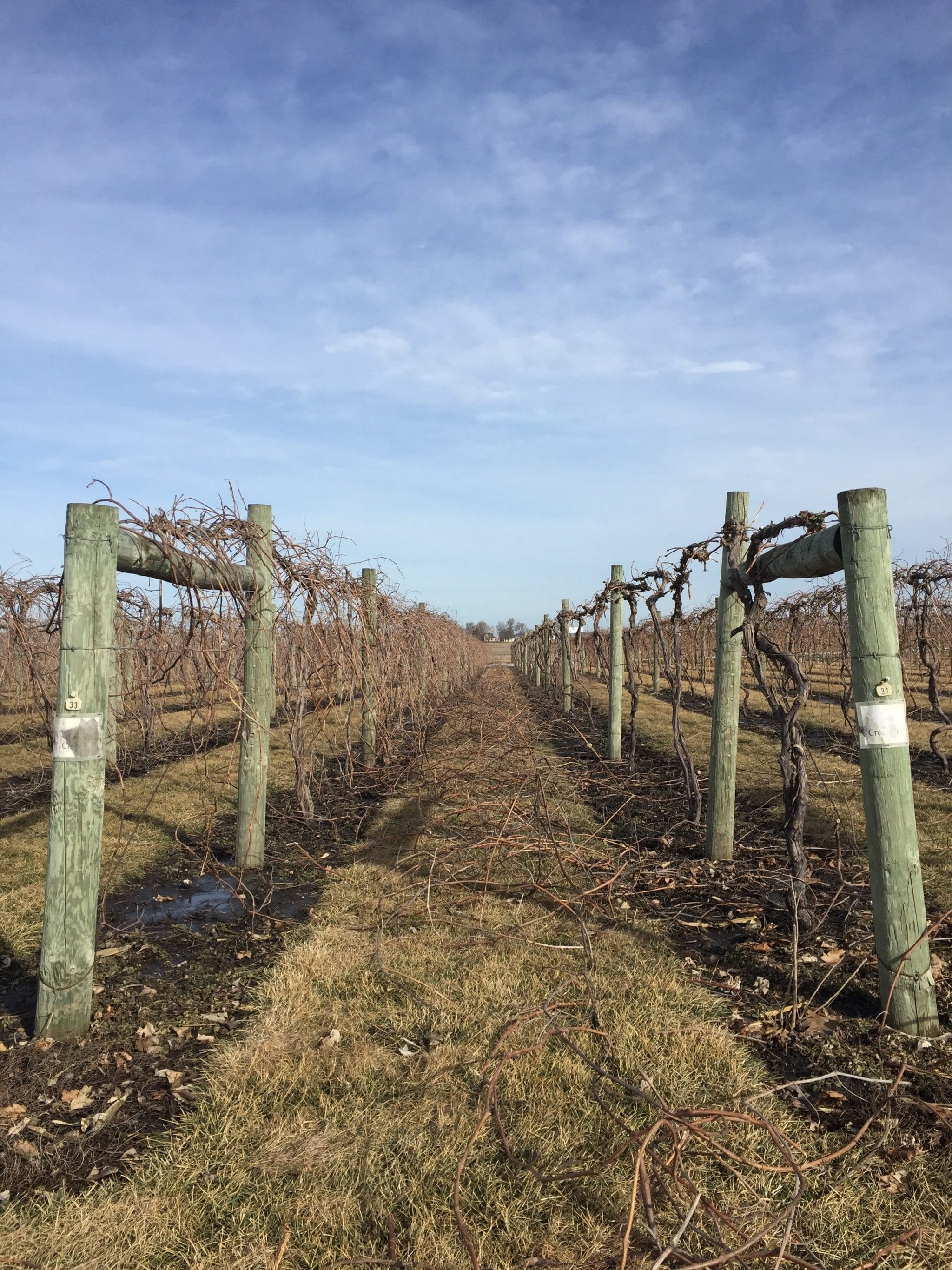 Dormant vineyard rows with trellis system at Soldier Creek Winery in winter