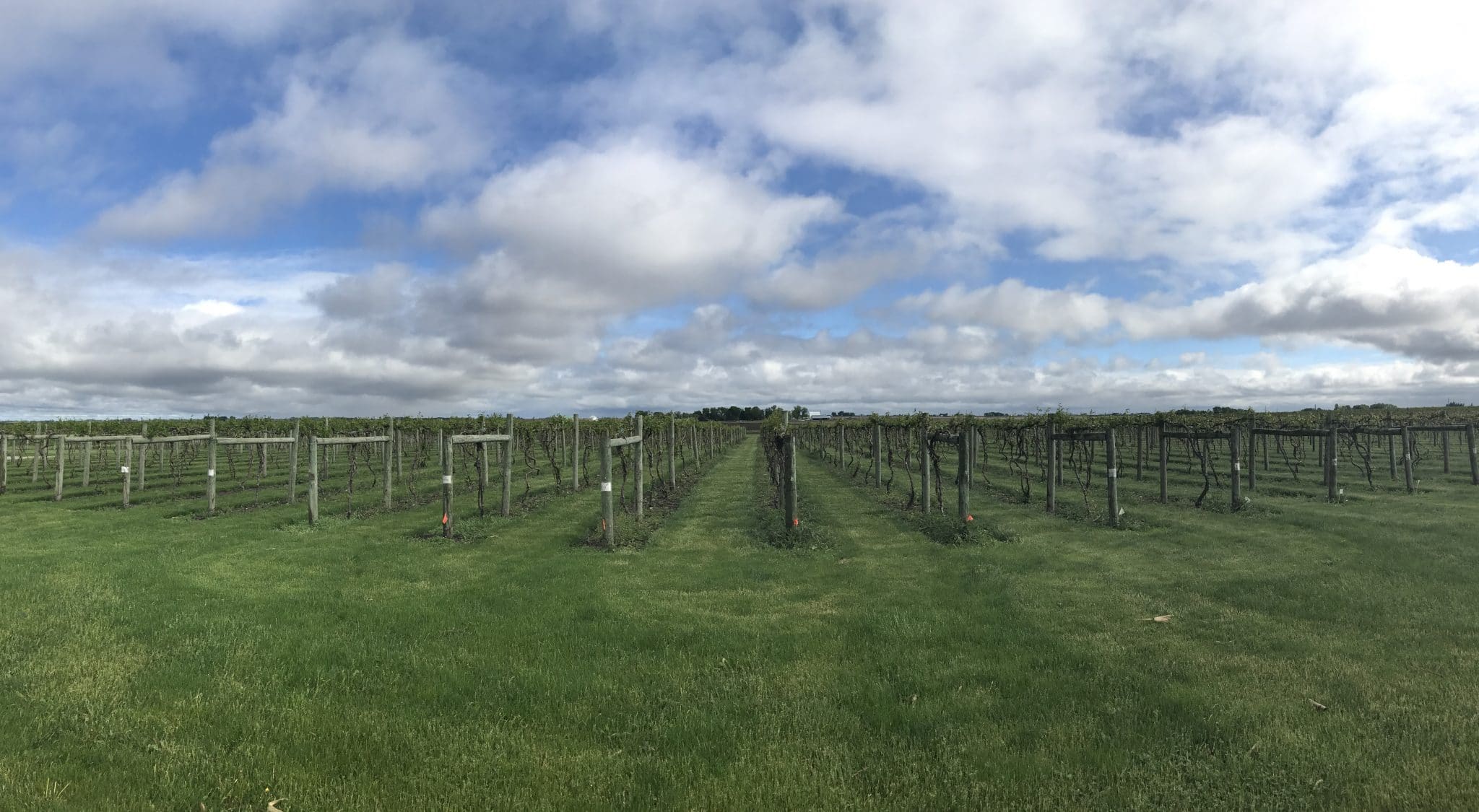 Vineyard rows at Soldier Creek Winery under a dramatic cloudy sky