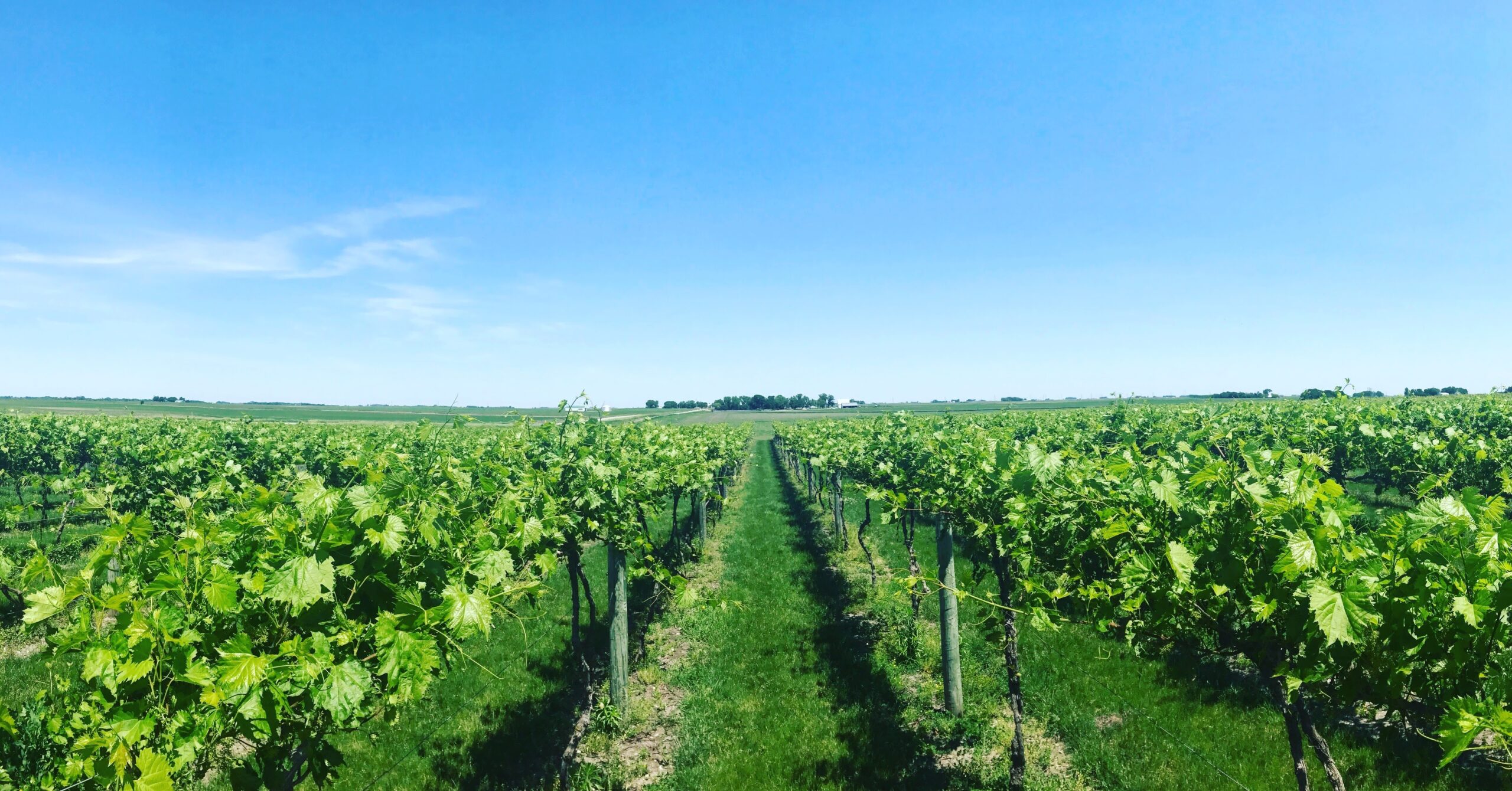 Panoramic view of Soldier Creek Winery vineyard rows under a bright blue sky