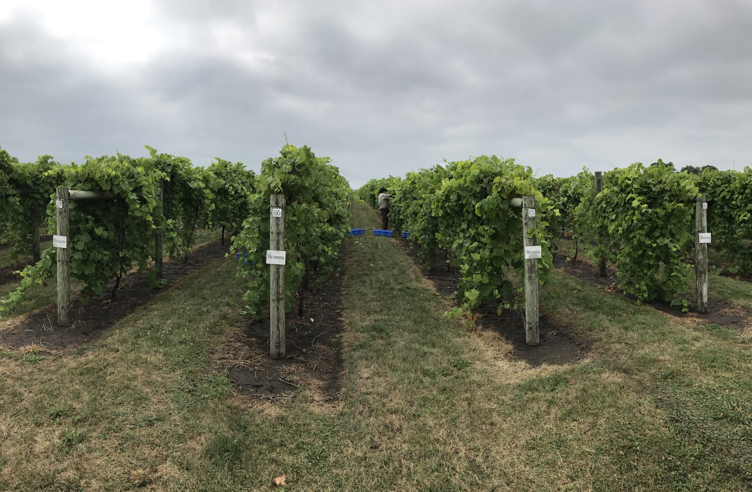 Rows of grapevines in the Soldier Creek Winery vineyard under an overcast gray sky